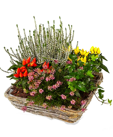 Piantine fiorite